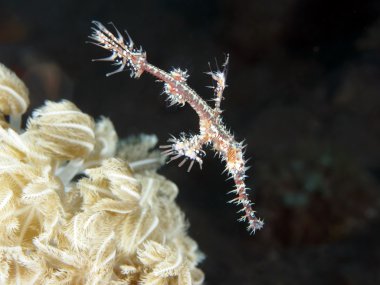 palyaço hayalet pipefish