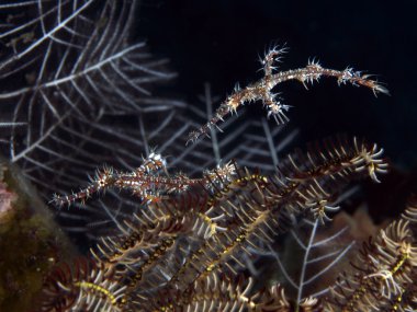palyaço hayalet pipefish