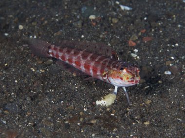 Mercan balık Tripletail wrasse