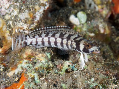 Mercan balık Tripletail wrasse