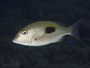 Mercan balık Tripletail wrasse