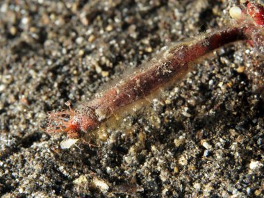 Shortpouch cüce boru atı