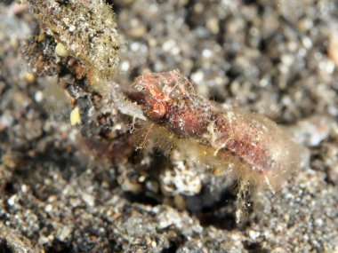 Shortpouch cüce boru atı