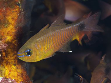Mercan balık Tripletail wrasse