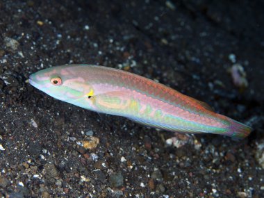 Hartzfeld'ın wrasse