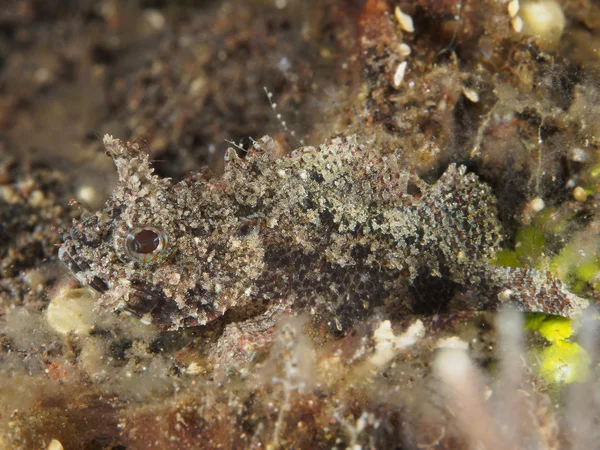 Korall hal Tripletail ajakoshal — Stock Fotó