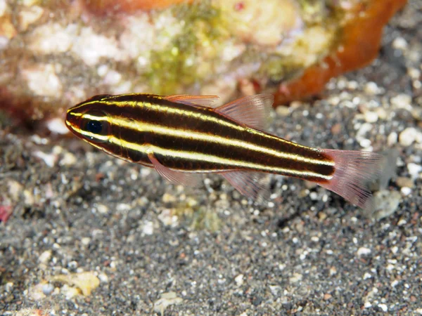 산호 물고기 Tripletail 기 — 스톡 사진