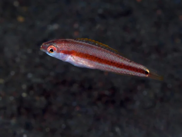 Hartzfeld's wrasse — Stock Photo, Image