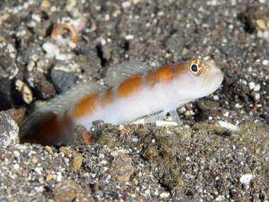 Mercan balık Bali kaya balığı