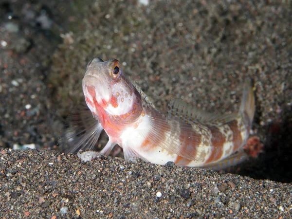 Periophthalma räkor-smörbult — Stockfoto