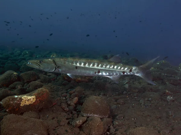 Korallenfisch Bali Grundel — Stockfoto