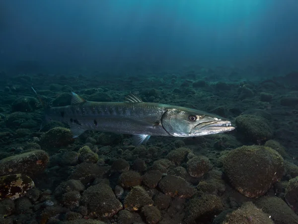 Korallenfisch Bali Grundel — Stockfoto