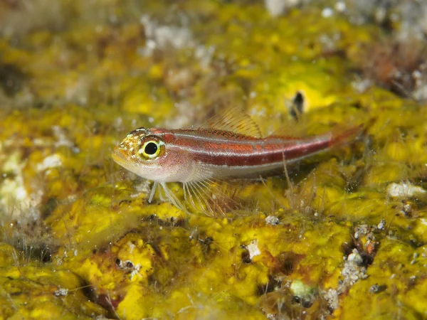 Gold Neon Pygmy Goby — Stock Photo, Image