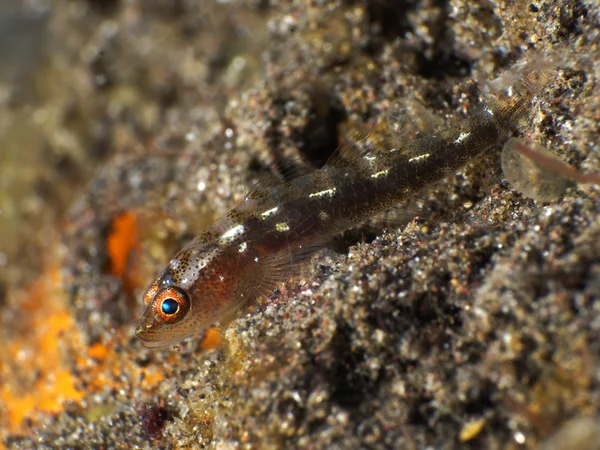 Whip coral goby — Stock Photo, Image