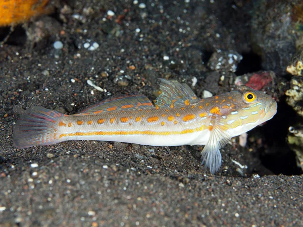 珊瑚鱼巴厘岛鰕虎鱼 — 图库照片