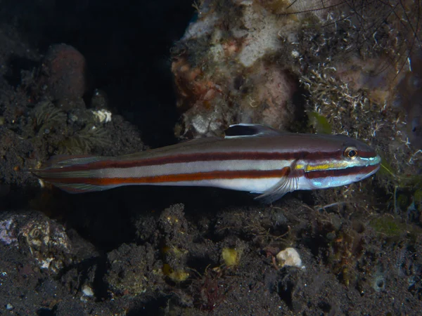 Coral peixe caboz Twostripe — Fotografia de Stock