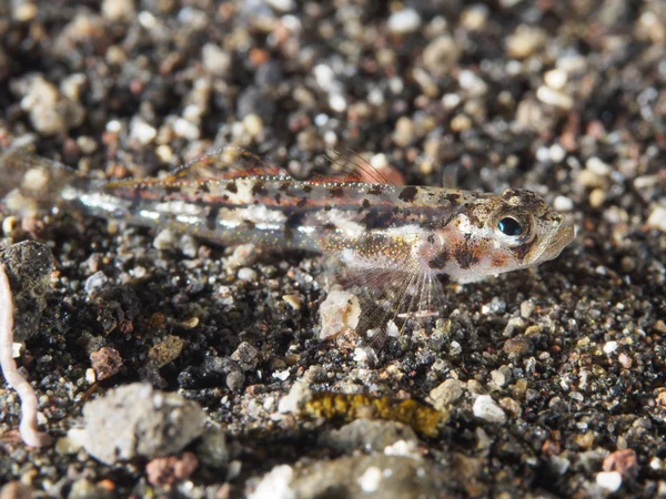 Coral peixe Bali goby — Fotografia de Stock