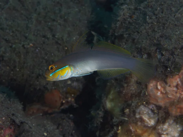 Pescado coral Gobio de banda azul — Foto de Stock