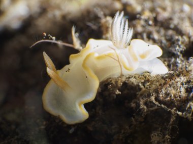 Omurgasızını Trapania squama