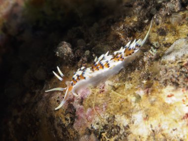 Omurgasızını Trapania squama