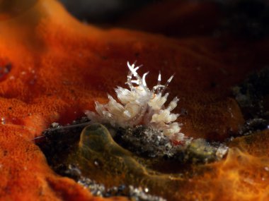 Omurgasızını Trapania squama