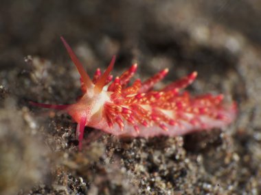 Omurgasızını turuncu cuthona