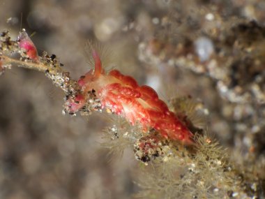 Omurgasızını turuncu cuthona