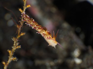 Omurgasızını Cuthona sp