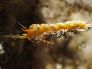Omurgasızını Cuthona sp