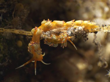 Omurgasızını Cuthona sp