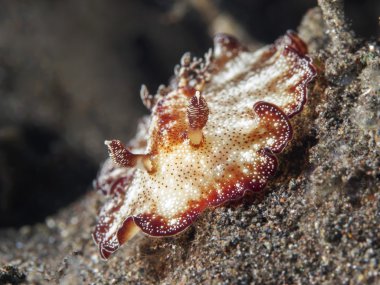 Omurgasızını Trapania squama