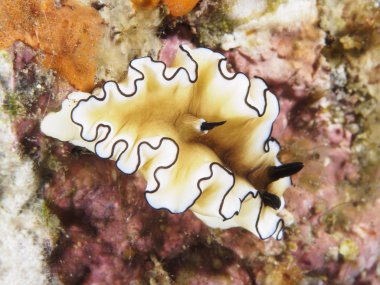 Karanlık margined doriprismatica