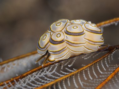 Omurgasızını Trapania squama