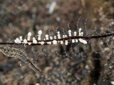 Kırmızı vücut eubranchus