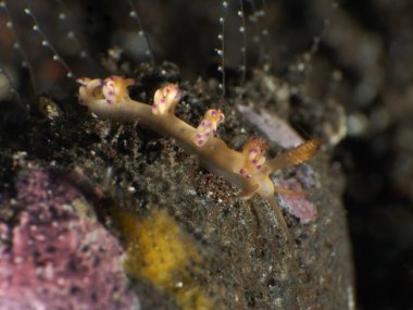 Omurgasızını Faceliniid sp