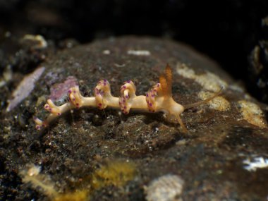 Omurgasızını Faceliniid sp