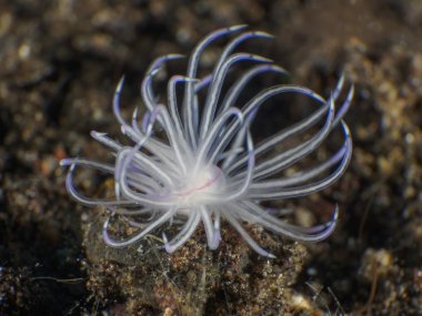 Omurgasızını Flabellina angelvaldesi