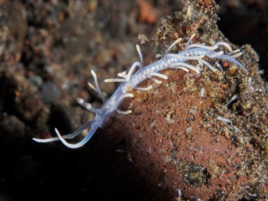 Omurgasızını Trapania squama