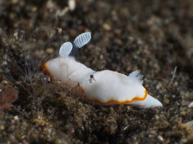 Beyaz solungaç chromodoris