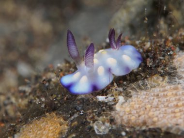 Otobüs durağı hintuanensis