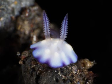 Otobüs durağı hintuanensis