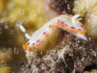 Omurgasızını Trapania squama