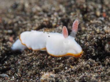 İki bantlı goniobranchus