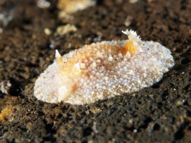 Omurgasızını çatal hoplodoris