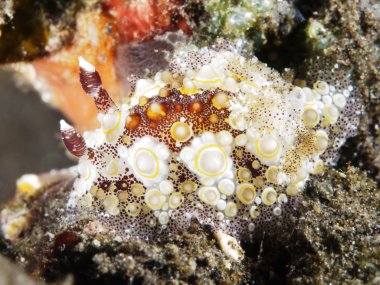 Omurgasızını Trapania squama