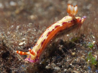 Omurgasızını Trapania squama