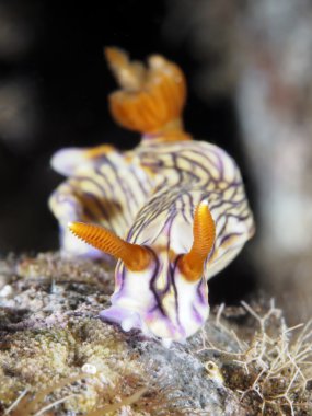 Omurgasızını Trapania squama