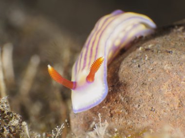 White'nın hypselodoris