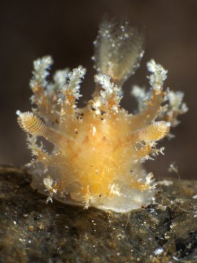 Nudibranch Trapania squama clipart