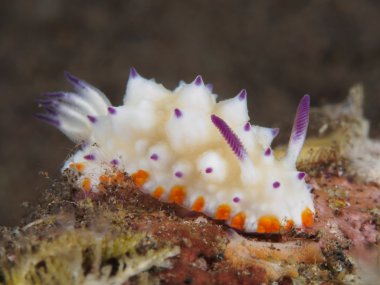 Omurgasızını Trapania squama